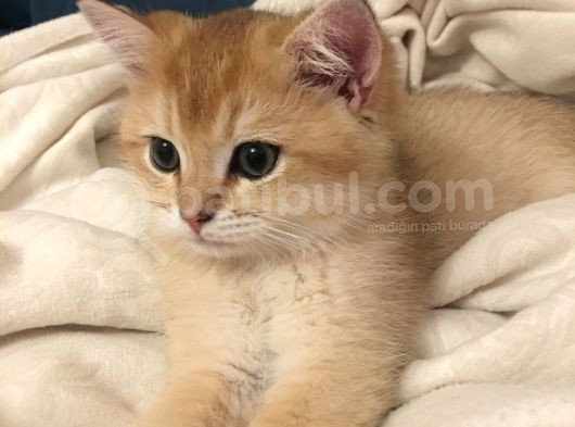 British Shorthair Golden 2.5 Aylık Yavru görsel