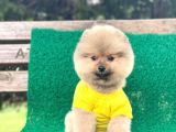 Yavru Pomeranian