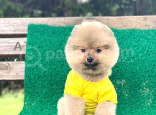 Yavru Pomeranian görsel