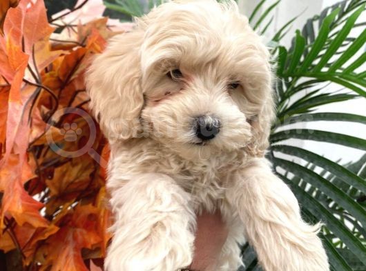 Sevimli Maltipoo Yavrumuz :) görsel