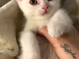Chinchilla Ve Scotty Karışımı Yavru Kedi