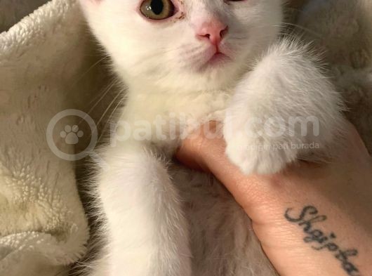 Chinchilla Ve Scotty Karışımı Yavru Kedi görsel