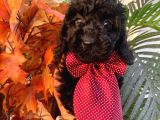 Yakışıklı Poodle Yavrumuz :)