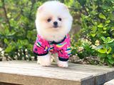 Dünya Tatlısı Pomeranian Boo