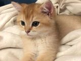 British Shorthair Golden 2.5 Aylık Yavru
