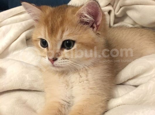 British Shorthair Golden 2.5 Aylık Yavru