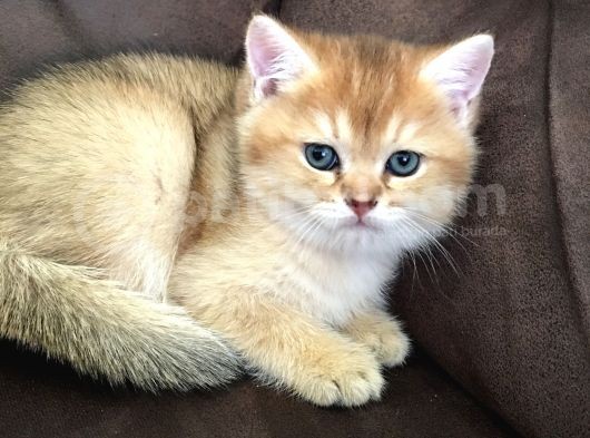British Shorthair Golden 2.5 Aylık Yavru görsel