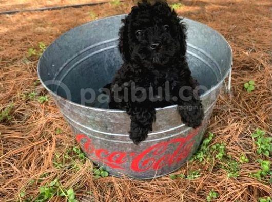 Sevimli Poodle Kardeşler :) görsel