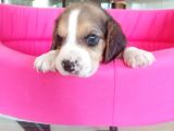 Beagle Bebeler Irk Garanti Aşılı