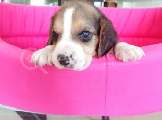 Beagle Bebeler Irk Garanti Aşılı görsel