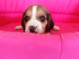 Beagle Bebeler Irk Garanti Aşılı