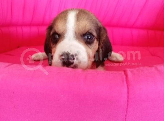 Beagle Bebeler Irk Garanti Aşılı