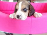 Beagle Bebeler Irk Garanti Aşılı