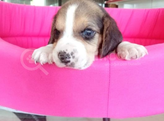 Beagle Bebeler Irk Garanti Aşılı görsel