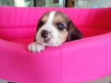 Beagle Bebeler Irk Garanti Aşılı