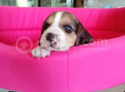 Beagle Bebeler Irk Garanti Aşılı görsel