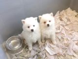 Spitz Pomeranian Onaylı Çiftlikten Irk Garantili