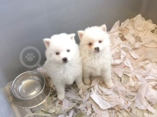 Spitz Pomeranian Onaylı Çiftlikten Irk Garantili