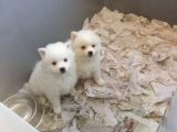 Spitz Pomeranian Onaylı Çiftlikten Irk Garantili