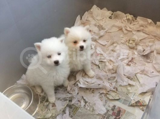 Spitz Pomeranian Onaylı Çiftlikten Irk Garantili görsel