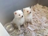 Spitz Pomeranian Onaylı Çiftlikten Irk Garantili