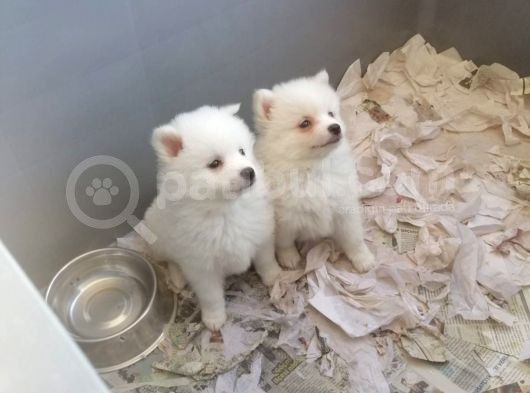 Spitz Pomeranian Onaylı Çiftlikten Irk Garantili görsel