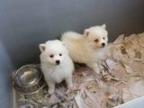 Spitz Pomeranian Onaylı Çiftlikten Irk Garantili
