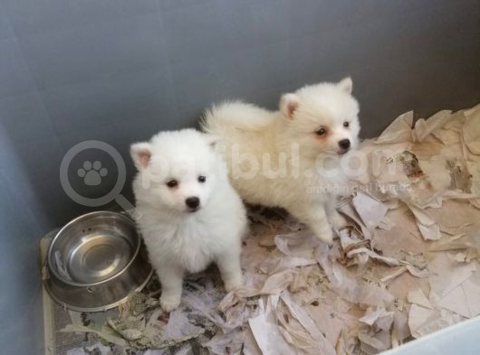 Spitz Pomeranian Onaylı Çiftlikten Irk Garantili görsel