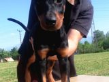 Kıng Doberman Aşılı Karneli Teslim