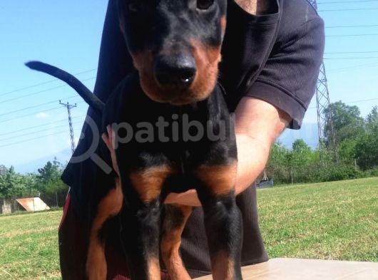 Kıng Doberman Aşılı Karneli Teslim görsel