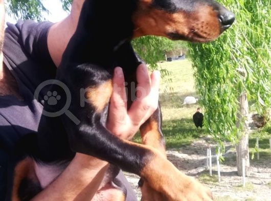 Kıng Doberman Aşılı Karneli Teslim görsel
