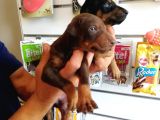 Kıng Doberman Aşılı Karneli Teslim