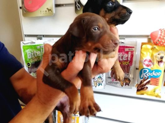 Kıng Doberman Aşılı Karneli Teslim görsel