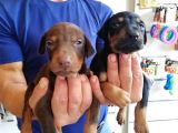 Kıng Doberman Aşılı Karneli Teslim