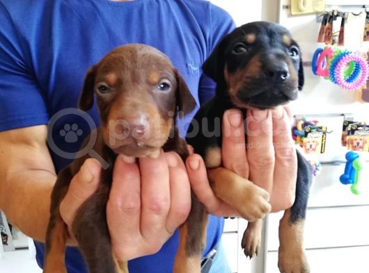 Kıng Doberman Aşılı Karneli Teslim