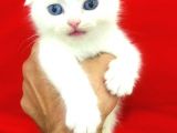 A Kalite Scottish Fold Yavrularım