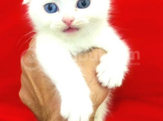 A Kalite Scottish Fold Yavrularım