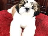 Irk ve Sağlık Garantili Shih Tzu Yavrularımız