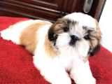 Irk Ve Sağlık Garantili Shih Tzu Yavrularımız