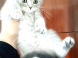 Scottish Fold Yavrular