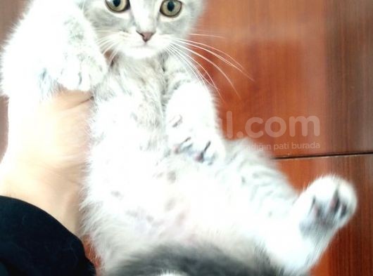 Scottish Fold Yavrular