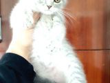 Scottish Fold Yavrular
