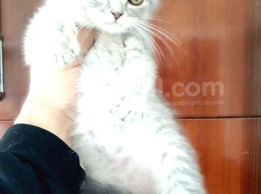 Scottish Fold Yavrular görsel