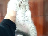 Scottish Fold Yavrular