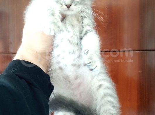 Scottish Fold Yavrular görsel