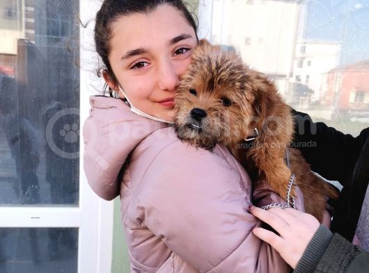 6 Aylık Erkek Morkiy