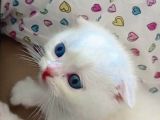 A Kalite Scottish Fold Yavrularım