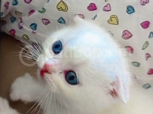 A Kalite Scottish Fold Yavrularım görsel