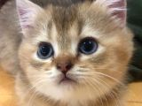 Sevimli Dost British Shorthair