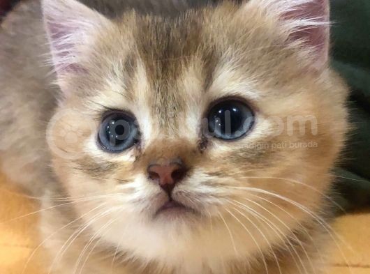 Sevimli Dost British Shorthair